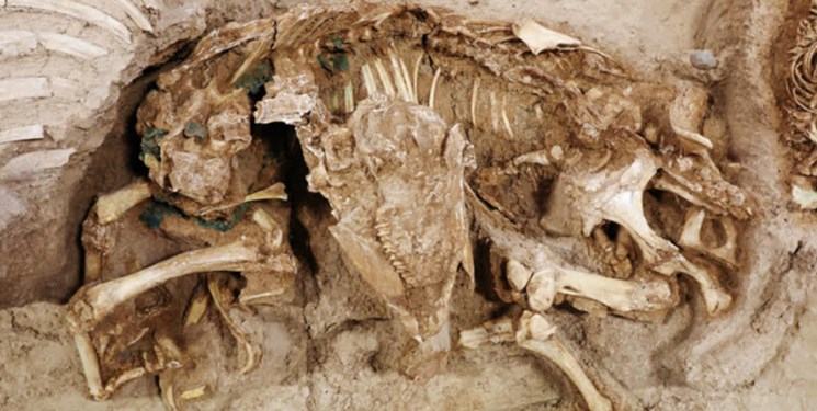کشف اسکلت سه هزار ساله کودکان در سگزآباد
