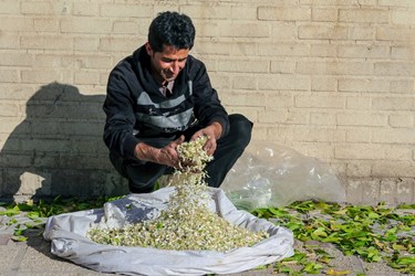 برداشت «بهار نارنج نوبرانه» در شیراز