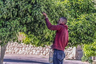 برداشت «بهار نارنج نوبرانه» در شیراز