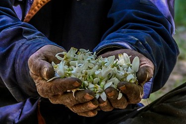 برداشت «بهار نارنج نوبرانه» در شیراز