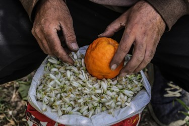 برداشت «بهار نارنج نوبرانه» در شیراز