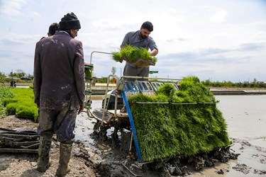 آغاز نشاء مکانیزه برنج در روستای خاریک ساری