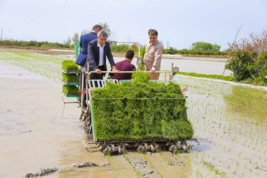 آغاز نشاء مکانیزه برنج در روستای خاریک ساری