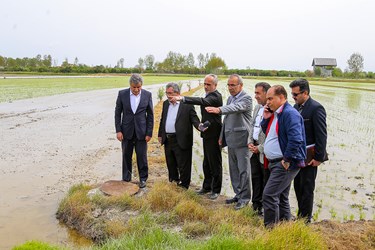 آغاز نشاء مکانیزه برنج در روستای خاریک ساری