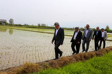 آغاز نشاء مکانیزه برنج در روستای خاریک ساری