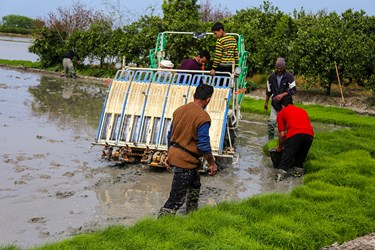 آغاز نشاء مکانیزه برنج در روستای خاریک ساری