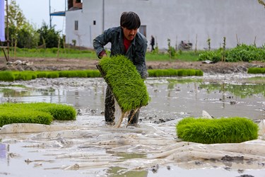 آغاز نشاء مکانیزه برنج در روستای خاریک ساری