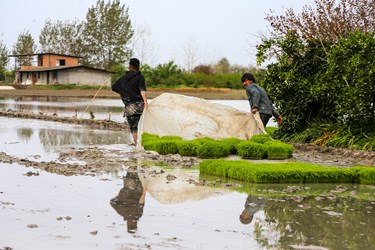 آغاز نشاء مکانیزه برنج در روستای خاریک ساری