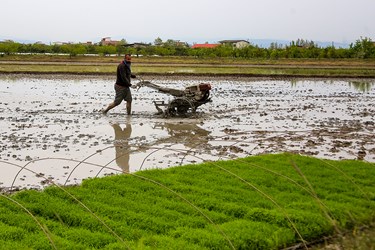 آغاز نشاء مکانیزه برنج در روستای خاریک ساری