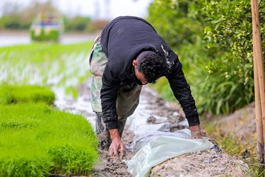 آغاز «نشاء مکانیزه برنج» در ساری