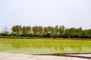 آغاز «نشاء مکانیزه برنج» در ساری