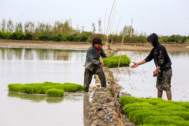 آغاز «نشاء مکانیزه برنج» در ساری