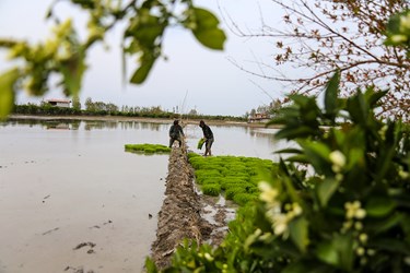 آغاز «نشاء مکانیزه برنج» در ساری