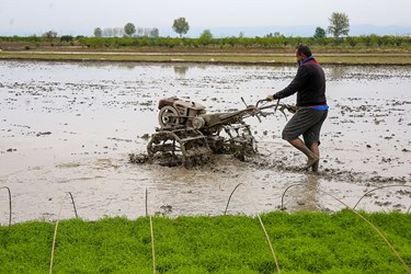 آغاز «نشاء مکانیزه برنج» در ساری