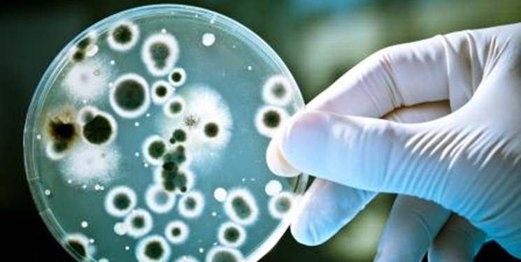 شناسایی باکتری‌های مضر برای قارچ خوراکی در دانشگاه تهران