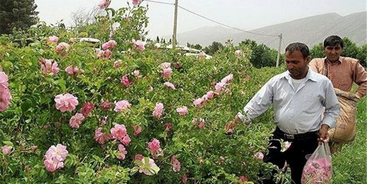 ثبت هشتم اردیبهشت‌ماه به‌عنوان روز میمند در تقویم رویدادهای ملی کشور