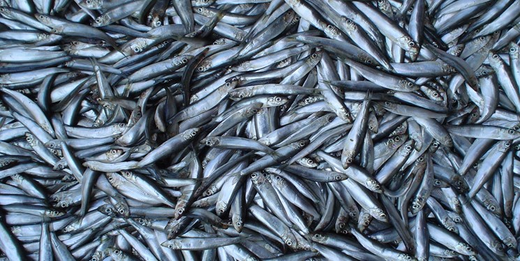 تولید 6232 تن ماهی قزل‌آلا در استان مرکزی