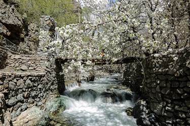 شکوفه های گیلاسِ «رِندان»