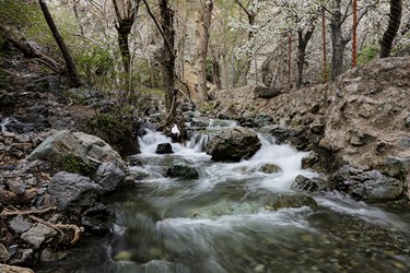 شکوفه های گیلاسِ «رِندان»