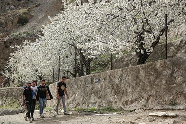 شکوفه های گیلاسِ «رِندان»