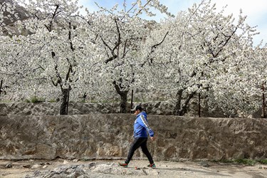 شکوفه های گیلاسِ «رِندان»