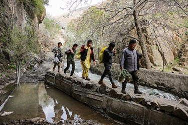 شکوفه های گیلاسِ «رِندان»