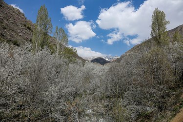 شکوفه های گیلاسِ «رِندان»