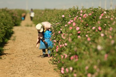 برداشت گل محمدی از مزارع قم