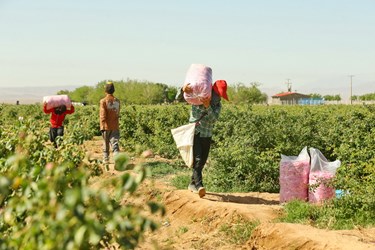 برداشت گل محمدی از مزارع قم