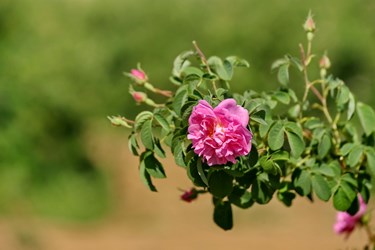 برداشت گل محمدی از مزارع قم