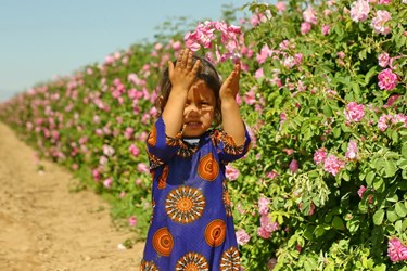 برداشت گل محمدی از مزارع قم