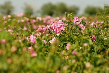 برداشت گل محمدی از مزارع قم