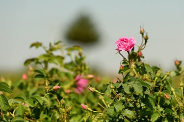 برداشت گل محمدی از مزارع قم