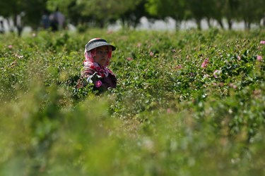 برداشت گل محمدی از مزارع قم