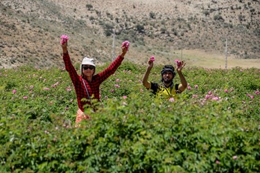 برداشت «گل محمدی» در میمند