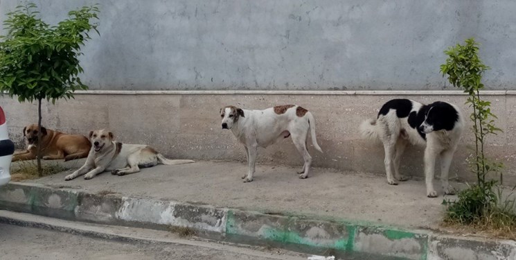 اجرای طرح ویژه جمع آوری سگ‌های بلاصاحب در بوستان جنگلی چیتگر