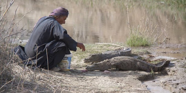 از پیروز تا گاندو/ بفرمایید تورتفریحی بازدید از تمساح ایرانی