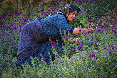 گُل گاوزبانِ  «اِشکِورات»
