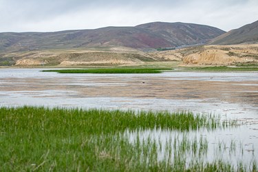 طبیعت تالاب بین‌المللی قوری گل 