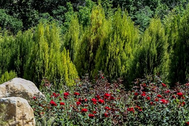 اردیبهشت در باغ گل های شیراز