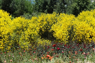 اردیبهشت در باغ گل های شیراز