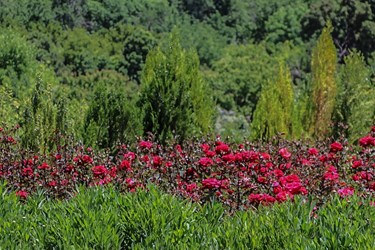 اردیبهشت در باغ گل های شیراز