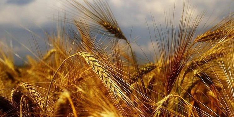 اجرای طرح جهش تولید در ۱۵  استان کشور/  ۳۰ هزار هکتار از مناطق دیمزار  مازندران در طرح قرار گرفت