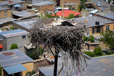 در اواخر زمستان و فصل‌ بهار و تابستان  روستای دره تفه میزبان شمار زیادی از لک‌لک‌های مهاجر می‌شوند که در این روستا لانه‌سازی و جوجه‌آوری می‌کنند که باعث شده این روستارا به اسم  شهر لک لک ها بشناسند.