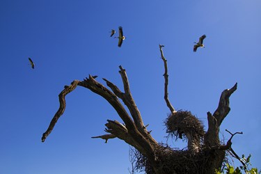 در اواخر زمستان و فصل‌ بهار و تابستان  روستای دره تفه میزبان شمار زیادی از لک‌لک‌های مهاجر می‌شوند که در این روستا لانه‌سازی و جوجه‌آوری می‌کنند که باعث شده این روستارا به اسم  شهر لک لک ها بشناسند.