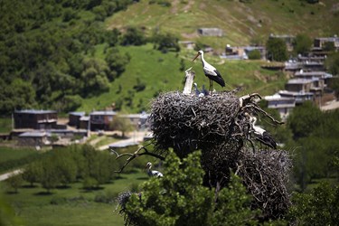 در اواخر زمستان و فصل‌ بهار و تابستان  روستای دره تفه میزبان شمار زیادی از لک‌لک‌های مهاجر می‌شوند که در این روستا لانه‌سازی و جوجه‌آوری می‌کنند که باعث شده این روستارا به اسم  شهر لک لک ها بشناسند.