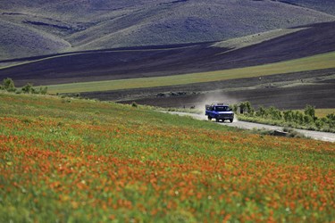 دشت «گل‌های شقایق» همدان