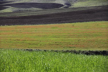 دشت «گل‌های شقایق» همدان