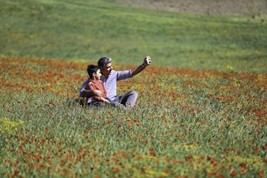 دشت «گل‌های شقایق» همدان