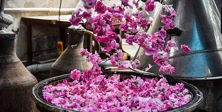 تولید هزار و 500 لیتر گلاب در جشنواره گلاب‌گیری شهر مجلسی